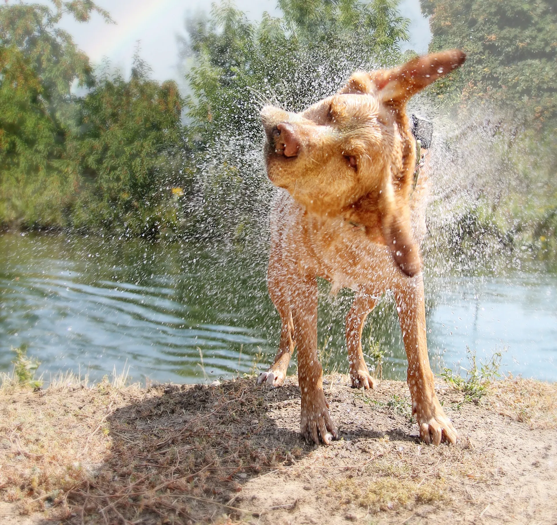 Water Tips To Safely Enjoy The Pool Lake Or Ocean With Your Dog