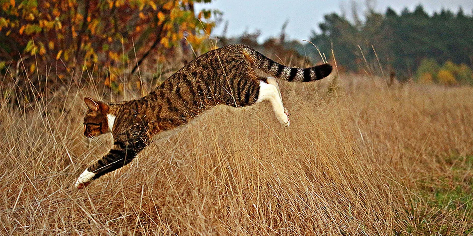 Behaviour Hunting