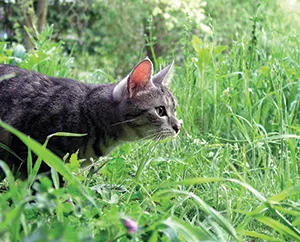 Stalking Prey