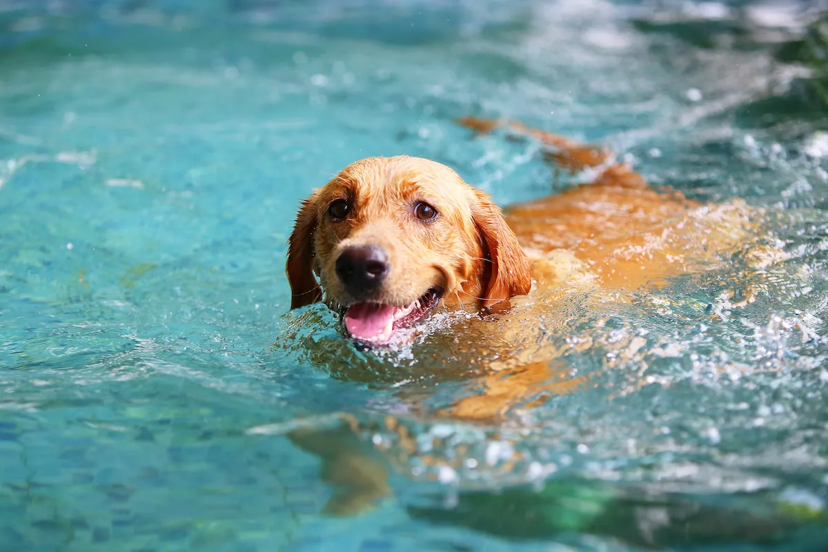 Yellow Labrador Swimming In Pool