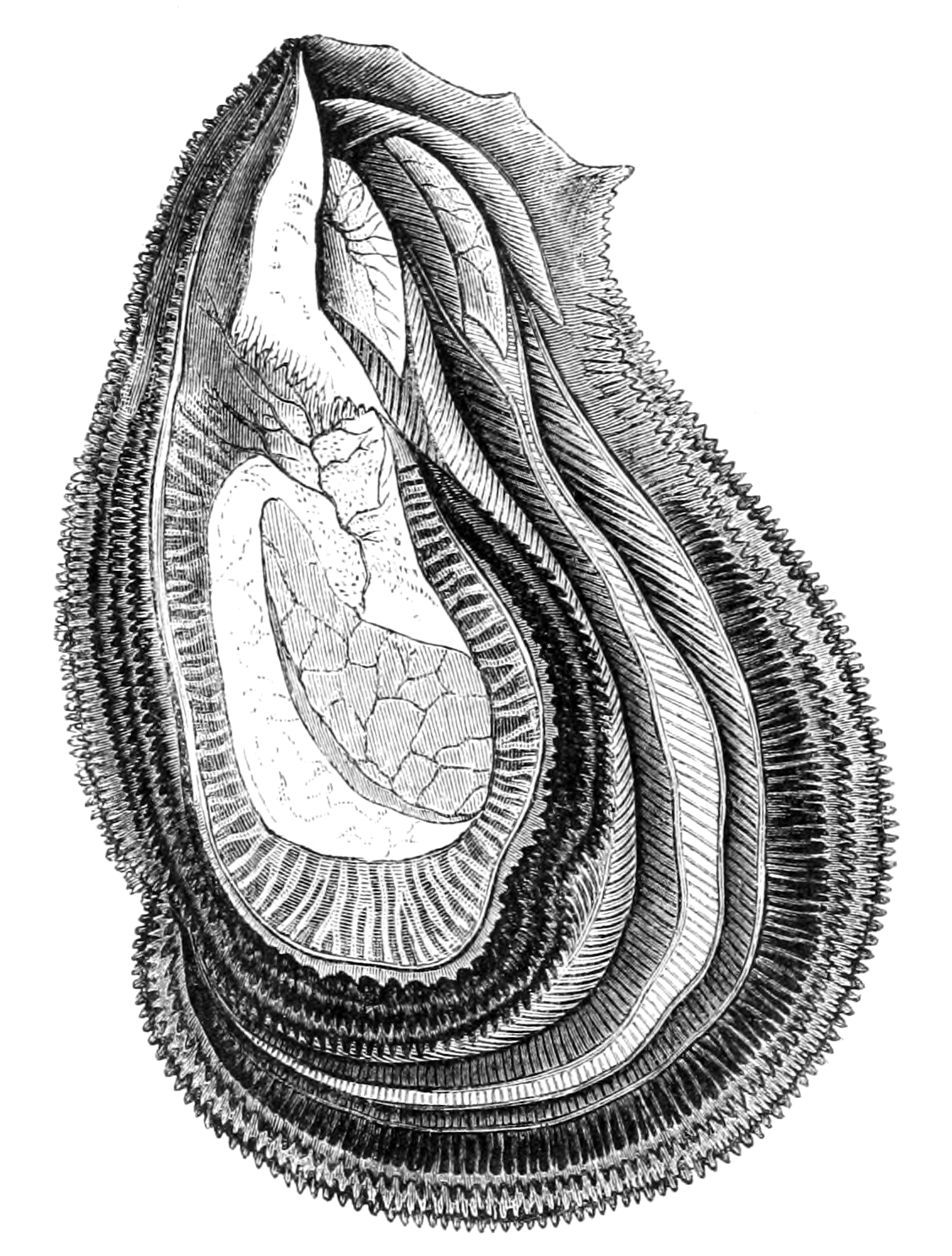 Engraving of an Eastern oyster